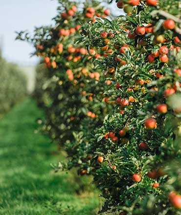 Esta encantadora foto muestra un árbol frutal con ramas llenas de manzanas maduras y jugosas. Las manzanas, en tonos rojos y verdes, crean un espectáculo visualmente atractivo y apetitoso.
